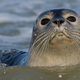 Illustration for article titled A deadly new strain of bird flu has spread to seals. Could humans be next?